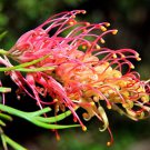 100 seeds Rare Grevillea Flowers Beautiful Flower Australian Grevillea