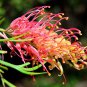 100 seeds Rare Grevillea Flowers Beautiful Flower Australian Grevillea