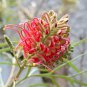 100 seeds Rare Grevillea Flowers Beautiful Flower Australian Grevillea