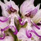 100 seeds Rare Orchid Man Flowers Monkey Orchid Seeds Perennial Indoor Flowers