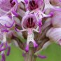 100 seeds Rare Orchid Man Flowers Monkey Orchid Seeds Perennial Indoor Flowers