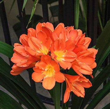 100 seeds Clivia Miniata Plant Gorgeous Bonsai Rare Bush Lily Flower Bonsai