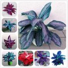 100 seeds Rare Color Aglaonema Bonsai