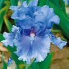 200 seeds Blue Iris Plant Bearded Iris Flower Flores Rare Bonsai Plant