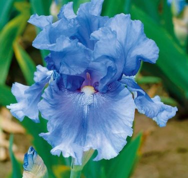 200 seeds Blue Iris Plant Bearded Iris Flower Flores Rare Bonsai Plant