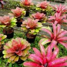 200 seeds Rare Mini Bonsai Bromeliad palnts