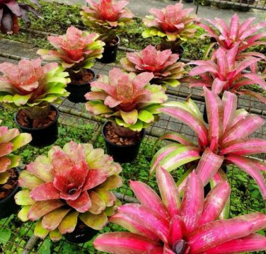 200 seeds Rare Mini Bonsai Bromeliad palnts