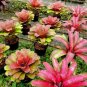 200 seeds Rare Mini Bonsai Bromeliad palnts