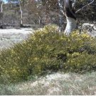 5 Seeds ACACIA Orbifolia