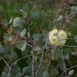 5 Seeds ACACIA Orbifolia