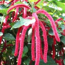 100 Seeds Acalypha Hispida Seeds Green Chenille Plants Bonsai Ornamental Flowers