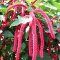 100 Seeds Acalypha Hispida Seeds Green Chenille Plants Bonsai Ornamental Flowers