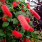100 Seeds Acalypha Hispida Seeds Green Chenille Plants Bonsai Ornamental Flowers