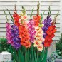 20 Seeds 9 Colors Gladiolus