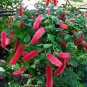 100 Seeds Acalypha Hispida Seeds Green Chenille Plants Bonsai Ornamental Flowers