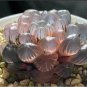 10 Seeds 'Ice Crystal' Bingpo Haworthia