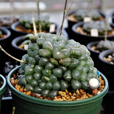 10 Seeds 'Ice Lantern' Bing Deng Haworthia