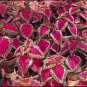 100 Seeds 'SPOT WHITE' Coleus Seeds Fire Red with White Line Spots Leaves