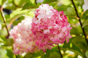 20 Seeds 'Vanilla Strawberry' Hydrangea Flower Red Rose Red White Colorful Flowers