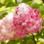 20 Seeds 'Vanilla Strawberry' Hydrangea Flower Red Rose Red White Colorful Flowers