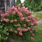 20 Seeds 'Vanilla Strawberry' Hydrangea Flower Red Rose Red White Colorful Flowers