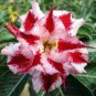 10 Seeds Adenium Obesum Desert Roses