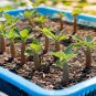 10 Seeds Adenium Obesum Desert Roses