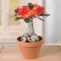 4  Seeds Adenium Obesum Seeds Desert Rose