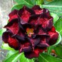2  Seeds Adenium Obesum, Dark Red 5-Layers 'Da Hongpao'