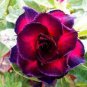 2  Seeds Adenium Obesum, Dark Red 5-Layers 'Da Hongpao'