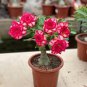 5 Seeds Adenium Seeds 5-in-1 Colors on the Tree Desert Rose Flowers