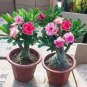5 Seeds Adenium Seeds 5-in-1 Colors on the Tree Desert Rose Flowers
