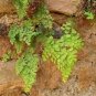 100 Seeds Adiantum Capillus Maidenhair Fern 100 SeedsAdiantum Capillus Maidenhair Fern