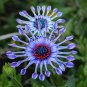 100 Seeds African Blue Eyed Daisy Plant Easy Grow Osteospermum bonsais Cape Mix Flower