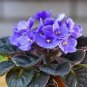 100 Seeds African Violet Blue Blazes