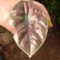 20 Seeds Alocasia Jewel of Borneo kapit Alocasia Infernalis Purple Elephant Ear Sml Potted Plant