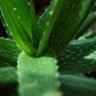 200 Seeds Aloe Houseplants Succulent Aloe Vera Green Color