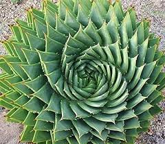 200 Seeds Aloe polyphylla Pillans Bonsai Rare Spiral Aloe Flower Succulent Plants