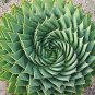 200 Seeds Aloe polyphylla Pillans Bonsai Rare Spiral Aloe Flower Succulent Plants