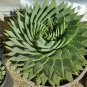 200 Seeds Aloe polyphylla Pillans Bonsai Rare Spiral Aloe Flower Succulent Plants