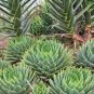 200 Seeds Aloe polyphylla Pillans Bonsai Rare Spiral Aloe Flower Succulent Plants