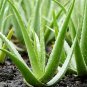 50 Seeds Aloe Vera Plant Herbal Succulent Bonsai Houseplants Edible Beauty Cosmetic