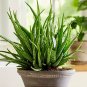 50 Seeds Aloe Vera Plant Herbal Succulent Bonsai Houseplants Edible Beauty Cosmetic