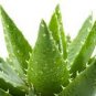 100 Seeds Aloe Vera Plant Herbal Succulent Bonsai Houseplants Edible Beauty Cosmetic