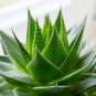 100 Seeds Aloe Vera Plant Herbal Succulent Bonsai Houseplants Edible Beauty Cosmetic