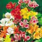 200 Seeds Alstroemeria Peruvian Lily Mixed 9 Colors