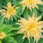 200 Seeds Amaranthus Tricolor Seeds (Bright Yellow Green)