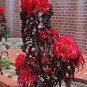 200 Seeds Amaranthus Tricolor Seeds Tri-color (Dark Red)