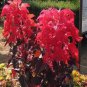 200 Seeds Amaranthus Tricolor Seeds Tri-color (Dark Red)
