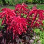 200 Seeds Amaranthus Tricolor Seeds Tri-color (Dark Red)
